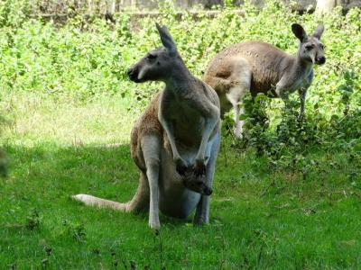 Kangourou géant - 2013