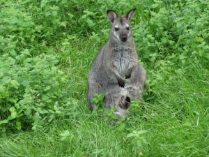 Wallaby de Bennett