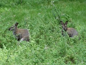 Wallaby de Bennett