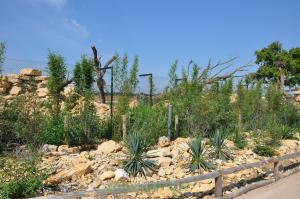 Hamadryas