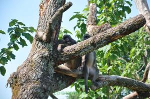 Mandrill