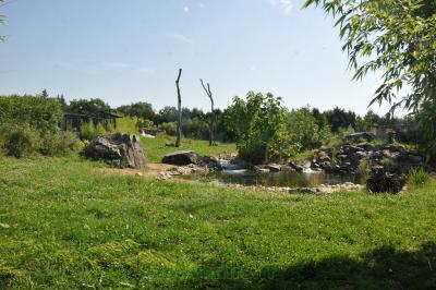 Tigre de Sumatra - 2014