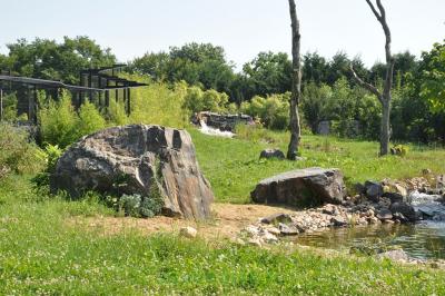 Tigre de Sumatra - 2014