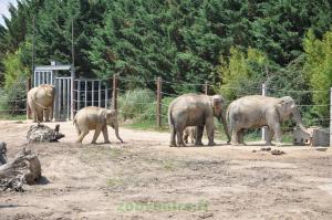 Éléphant d'Asie