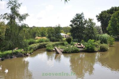 Flamant du Chili - 2014