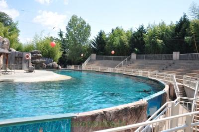 Otarie à crinière - 2014