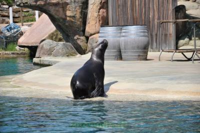 Otarie à crinière - 2014