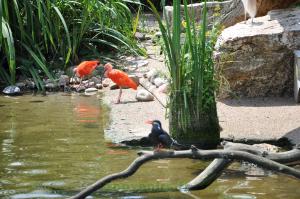 Sterne inca - Ibis rouge