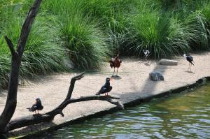 Ibis roue - Ibis facinelle - Échasse d'Amérique