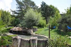 Loutre d'Asie