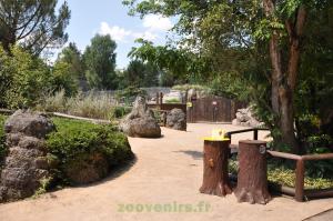 Manchot du Cap