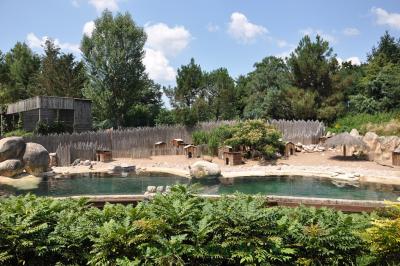 Manchot du Cap - 2014