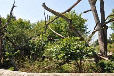 Panda roux - Muntjac de Chine - 2014