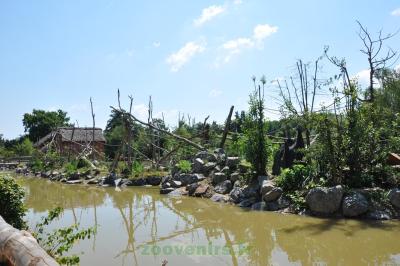 Saïmiri - Capucin à poitrine jaune - 2014