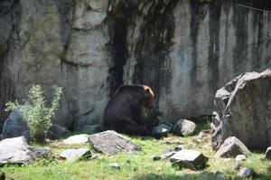 Ours brun