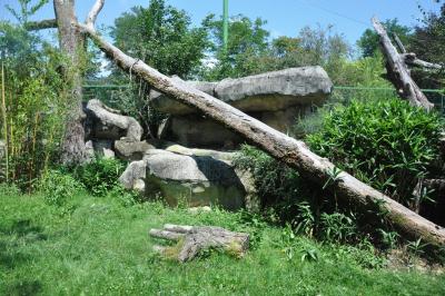 Panthére du Sri-Lanka - 2014