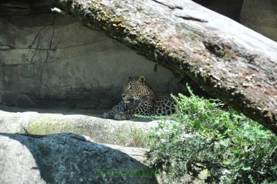 Panthére du Sri-Lanka - 2014