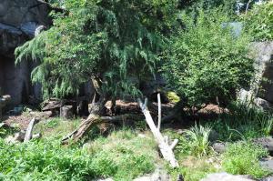Chien des buissons