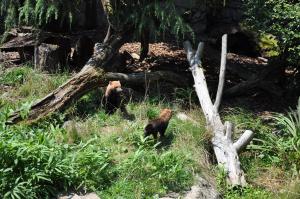 Chien des buissons