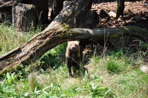 Chien des buissons