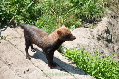 Chien des buissons - 2014