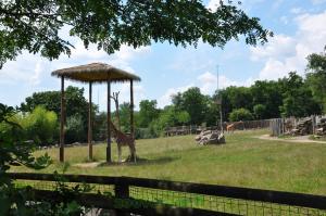 Girafe