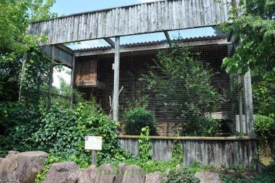 Caracara montagnard - 2014