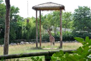 Girafe