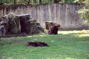 Ours brun