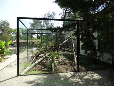 Tamarin pinché - 2017