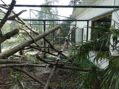 Tamarin pinché - 2017