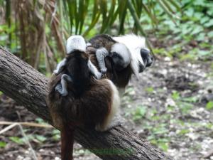 Tamarin pinché