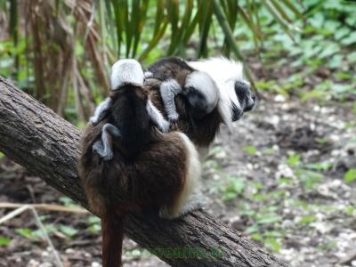 Tamarin pinché - 2017