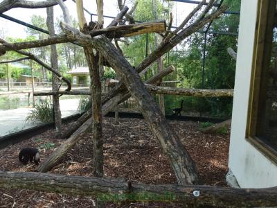 Capucin à épaules blanches - 2017