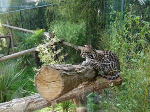 Ocelot