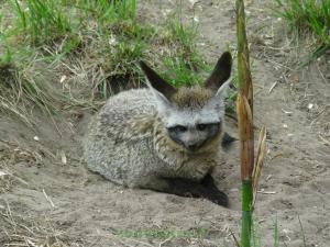 Otocyon