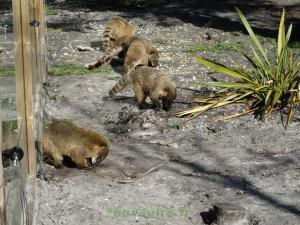 Coati à queue annelée