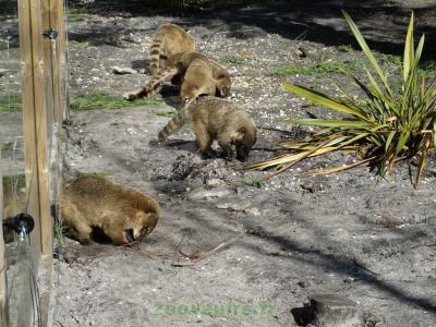 Coati à queue annelée - 2017