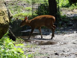 Muntjac de Reeve