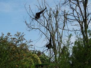 Siamang