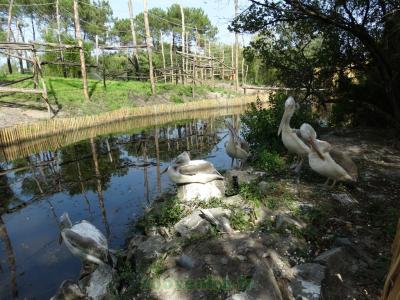 Pélican frisé - 2017