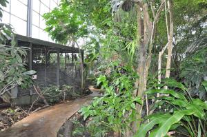 Tangara du Brésil - Tortue charbonnière