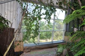 Baie sur l'île: Singe hurleur noir - Tamarin empereur