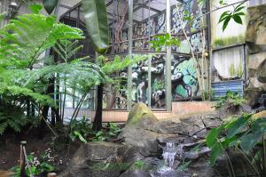 Singe hurleur noir - Tamarin empereur