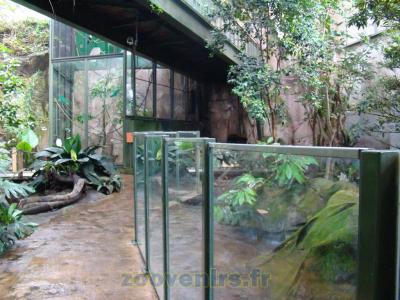 Grand fourmilier - 2010