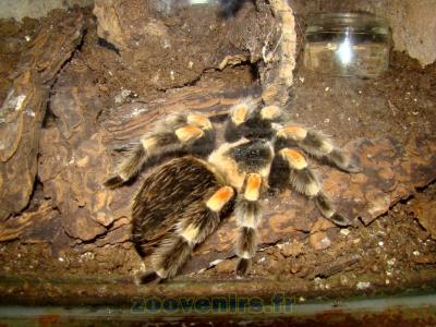 Mygale saumonée - 2010