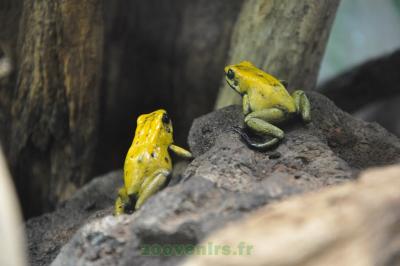 Phyllobate bicolore - 2010