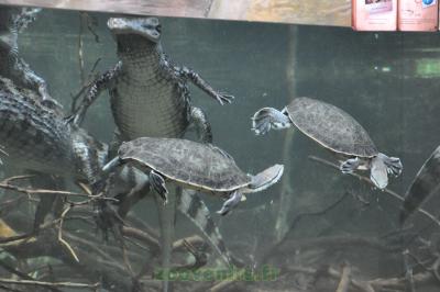 Caïman à lunettes - Platémyde de St Hilaire - 2010