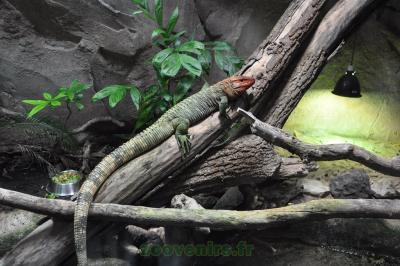 Lézard-caïman - 2010