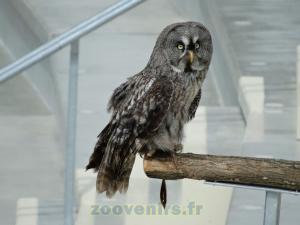 Chouette lapone